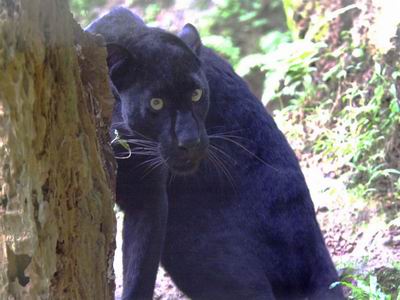 Blackpanther - 60.jpg